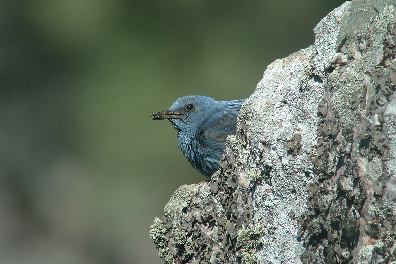 Passero solitario in Digiscoping